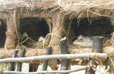 Chickens in Coop, Mwembeshi