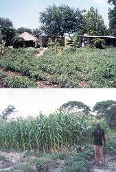 Settler with his crops
