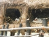 chickens