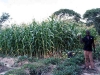 crops2